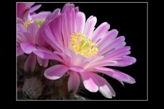 Echinocereus amoenus
