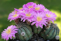 Echinocereus amoenus