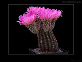 Echinocereus bonatzii