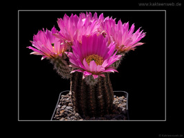 Echinocereus bonatzii