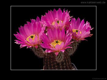 Echinocereus bonatzii