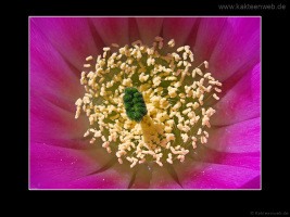 Echinocereus bonatzii