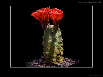 Echinocereus coccineus var. inermis