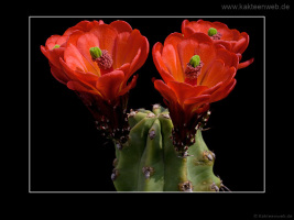 Echinocereus coccineus var. inermis