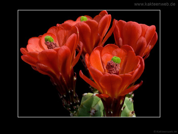 Echinocereus coccineus var. inermis