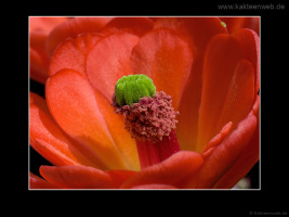 Echinocereus coccineus var. inermis