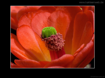 Echinocereus coccineus var. inermis