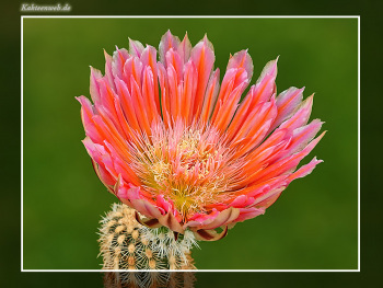 Echinocereus dasyacanthus cv. "Stevens Dream"