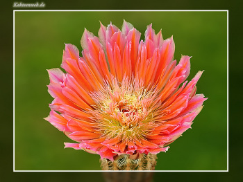 Echinocereus dasyacanthus cv. "Stevens Dream"