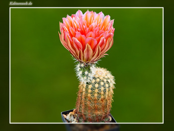 Echinocereus dasyacanthus cv. "Stevens Dream"