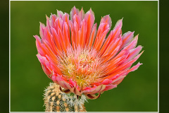 Echinocereus dasyacanthus cv. "Stevens Dream"