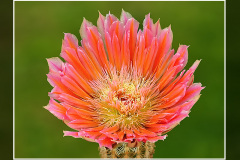 Echinocereus dasyacanthus cv. "Stevens Dream"