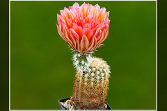 Echinocereus dasyacanthus cv. "Stevens Dream"