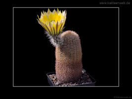 Echinocereus dasyacanthus