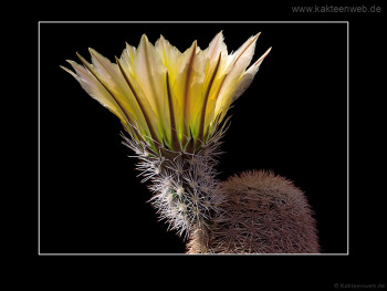 Echinocereus dasyacanthus