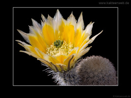 Echinocereus dasyacanthus