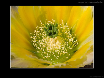 Echinocereus dasyacanthus