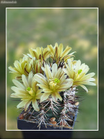 Echinocereus davisii