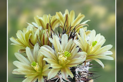 Echinocereus davisii