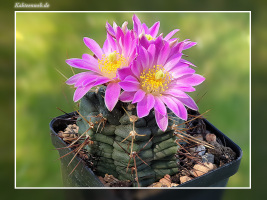 Echinocereus knippelianus subsp. reyesii Lau 1237A