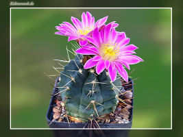 Echinocereus knippelianus subsp. reyesii Lau 1237A