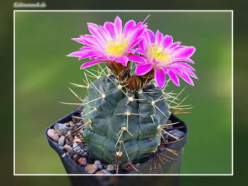 Echinocereus knippelianus subsp. reyesii Lau 1237A