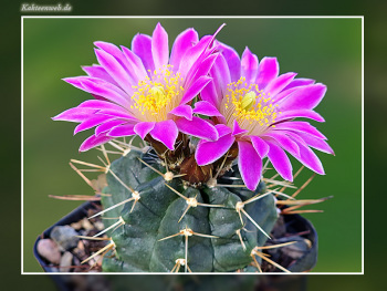 Echinocereus knippelianus subsp. reyesii Lau 1237A