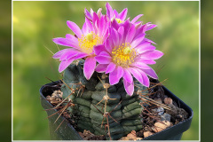 Echinocereus knippelianus subsp. reyesii Lau 1237A