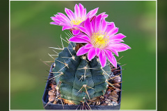 Echinocereus knippelianus subsp. reyesii Lau 1237A
