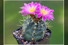 Echinocereus knippelianus subsp. reyesii Lau 1237A