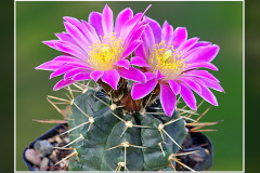Echinocereus knippelianus subsp. reyesii Lau 1237A
