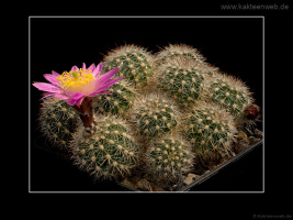 Echinocereus laui L780