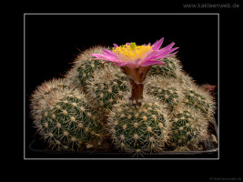 Echinocereus laui L780