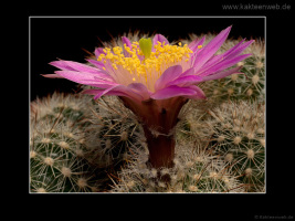Echinocereus laui L780