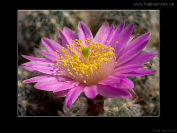 Echinocereus laui L780
