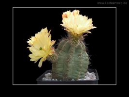 Echinocereus ochoterenae