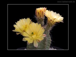 Echinocereus ochoterenae