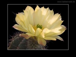 Echinocereus ochoterenae
