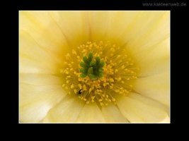 Echinocereus ochoterenae