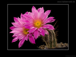 Echinocereus palmeri