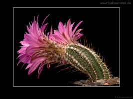 Echinocereus palmeri