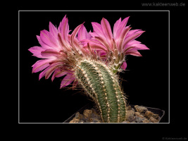 Echinocereus palmeri