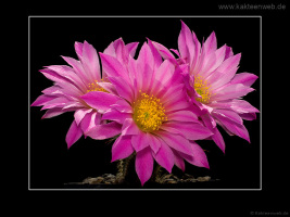 Echinocereus palmeri