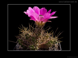Echinocereus pentalophus var. procumbens