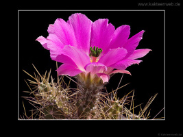 Echinocereus pentalophus var. procumbens