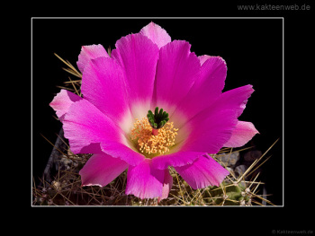 Echinocereus pentalophus var. procumbens