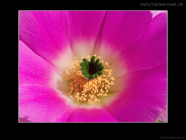 Echinocereus pentalophus var. procumbens