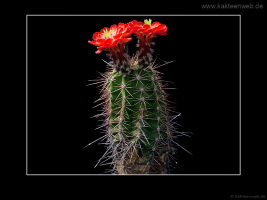 Echinocereus polyacanthus HK 1132