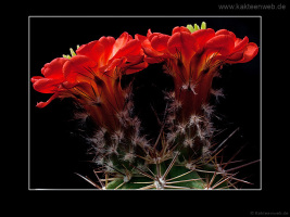 Echinocereus polyacanthus HK 1132