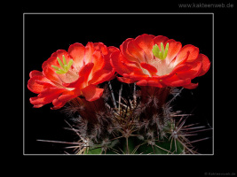 Echinocereus polyacanthus HK 1132